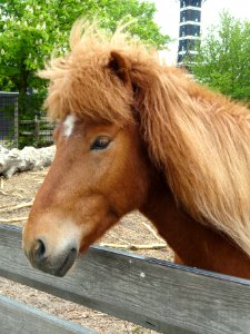 Shetland pony - Copenhagen Zoo - DSC08957 photo