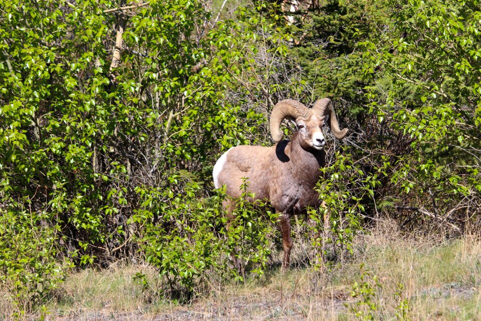 Nature wild animal