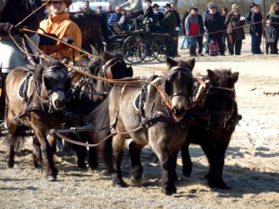 Shetländer Viererzug