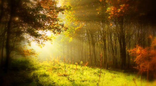 Autumn autumn leaves fall