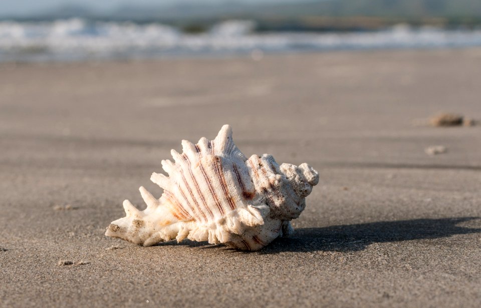 Shell in La Guardia Beach, Nueva Esparta