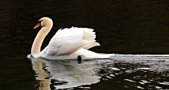 Water bird lake nature photo