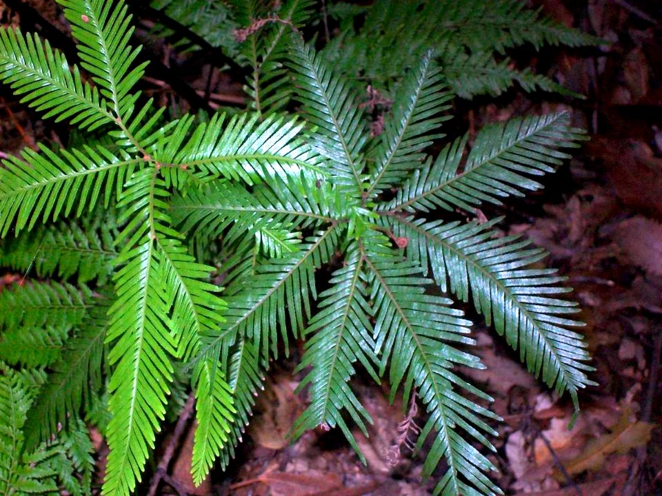 Shield Fern Elvina Bay
