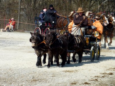 Shetländer und Schwarzwälder Viererzug