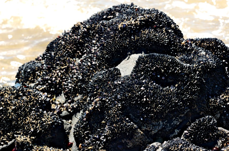 Shellfish-Mersey-Devonport-20070310-004