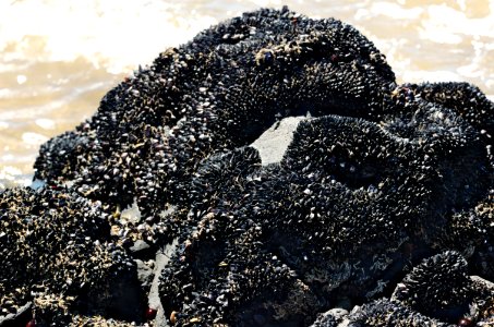 Shellfish-Mersey-Devonport-20070310-004