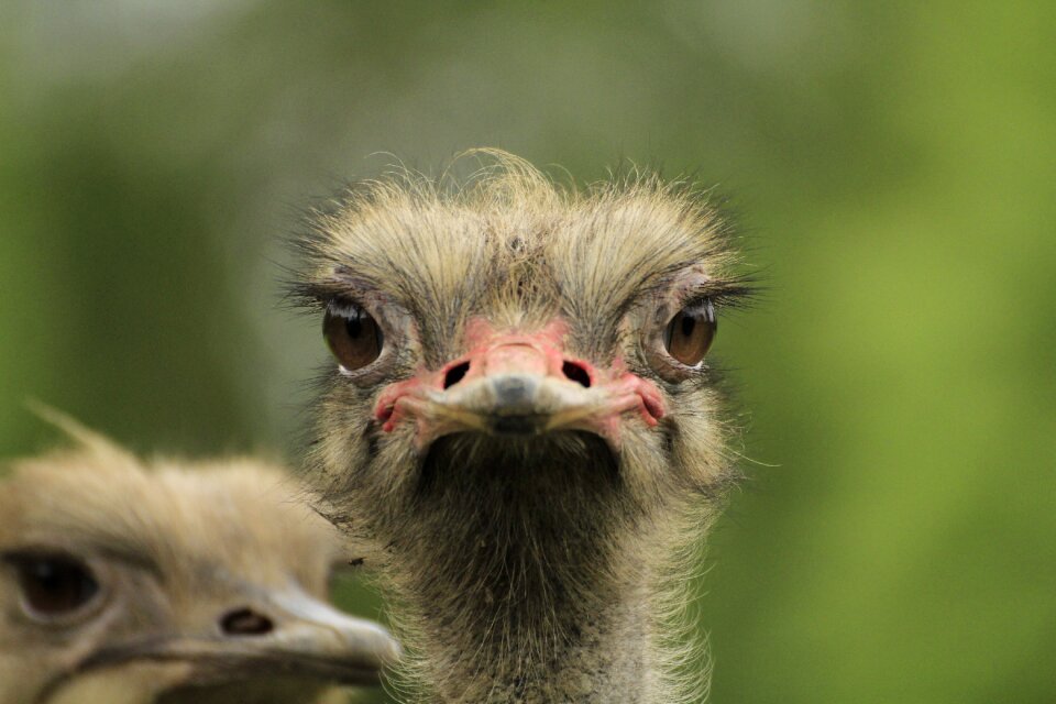 Bird nature portrait