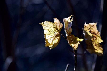 Fall foliage leaves nature