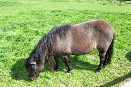 Shetland Pony at Avon Valley