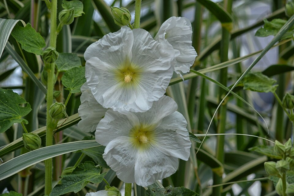 Botany flowering nature