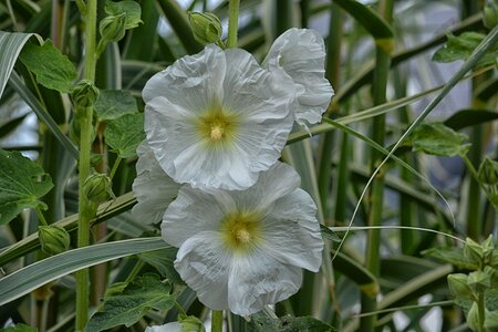 Botany flowering nature