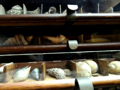 Shells - Pacific Grove Museum of Natural History - DSC06590