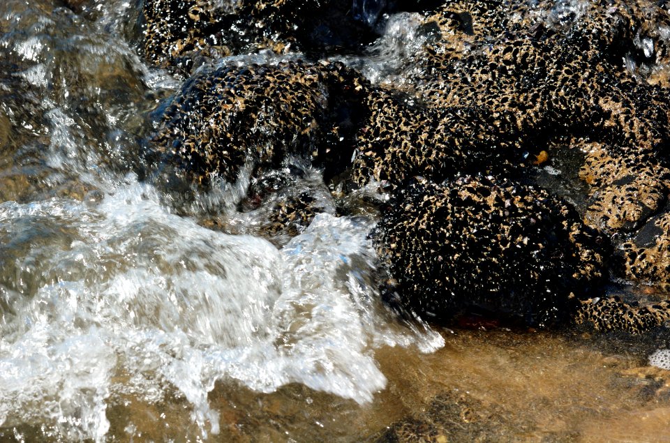 Shellfish-Mersey-Devonport-20070310-006