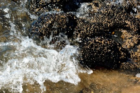 Shellfish-Mersey-Devonport-20070310-006