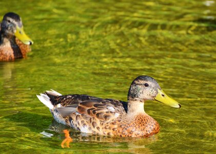 Bird poultry animal photo