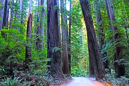 Redwood travel tree photo