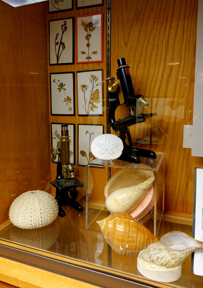 Shells, microscopes, and herbarium specimens - Mount Angel Abbey Museum - Mount Angel Abbey - Mount Angel, Oregon - DSC09963