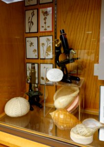 Shells, microscopes, and herbarium specimens - Mount Angel Abbey Museum - Mount Angel Abbey - Mount Angel, Oregon - DSC09963