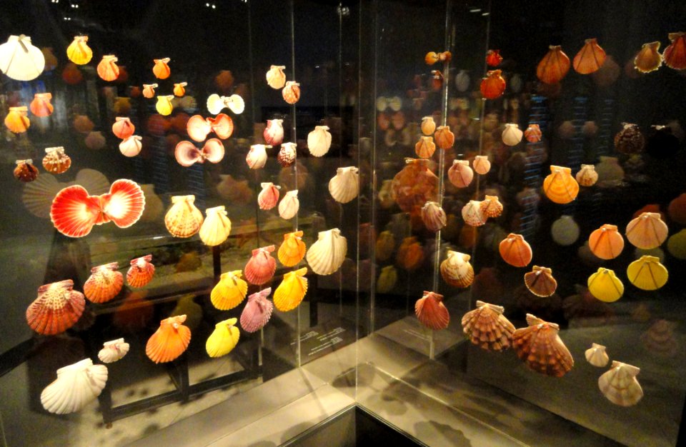 Shell exhibit - Houston Museum of Natural Science - DSC02040