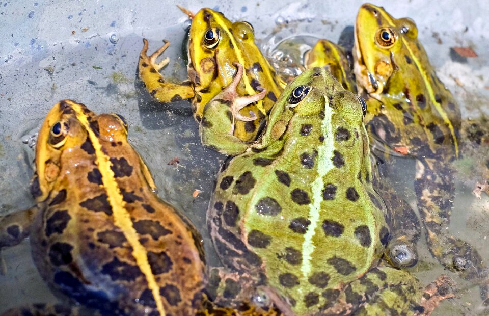 Aquatic animal pond nature