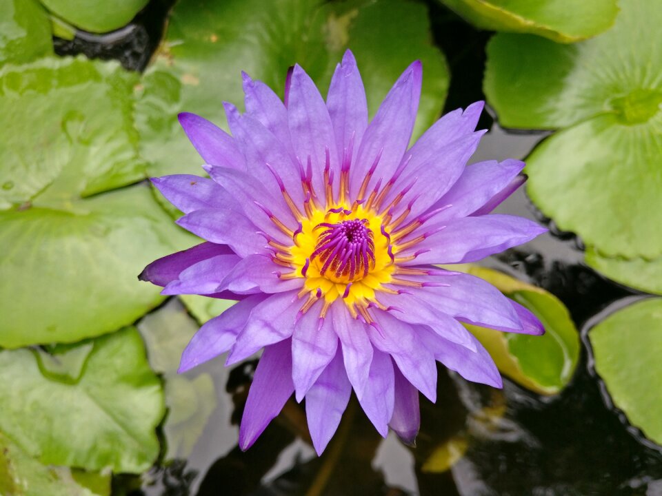 Lily spring purple