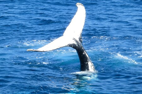 Animal sea water photo