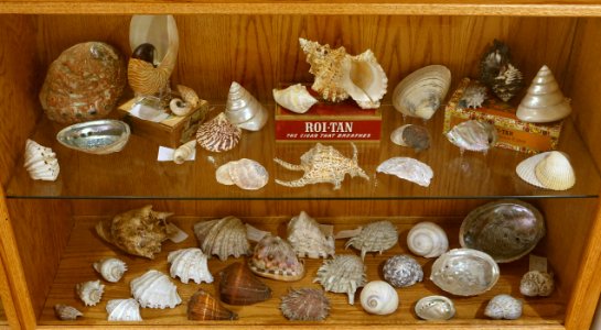 Shells - Mount Angel Abbey Museum - Mount Angel Abbey - Mount Angel, Oregon - DSC00012