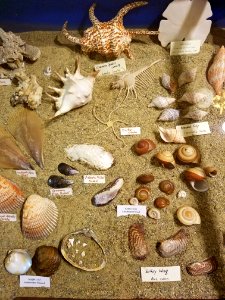 Shells - Pember Library and Museum - Granville, New York - 20180224 142309