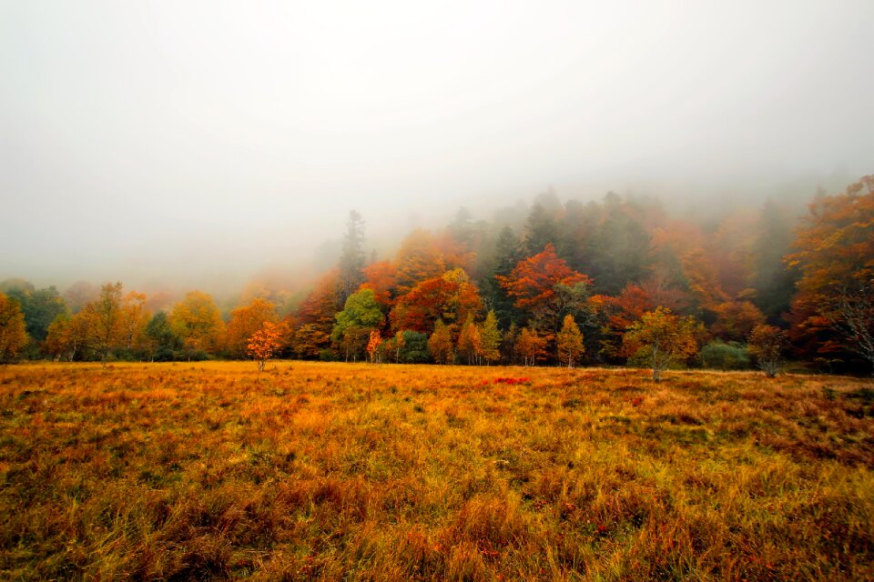 Foliage forest trees
