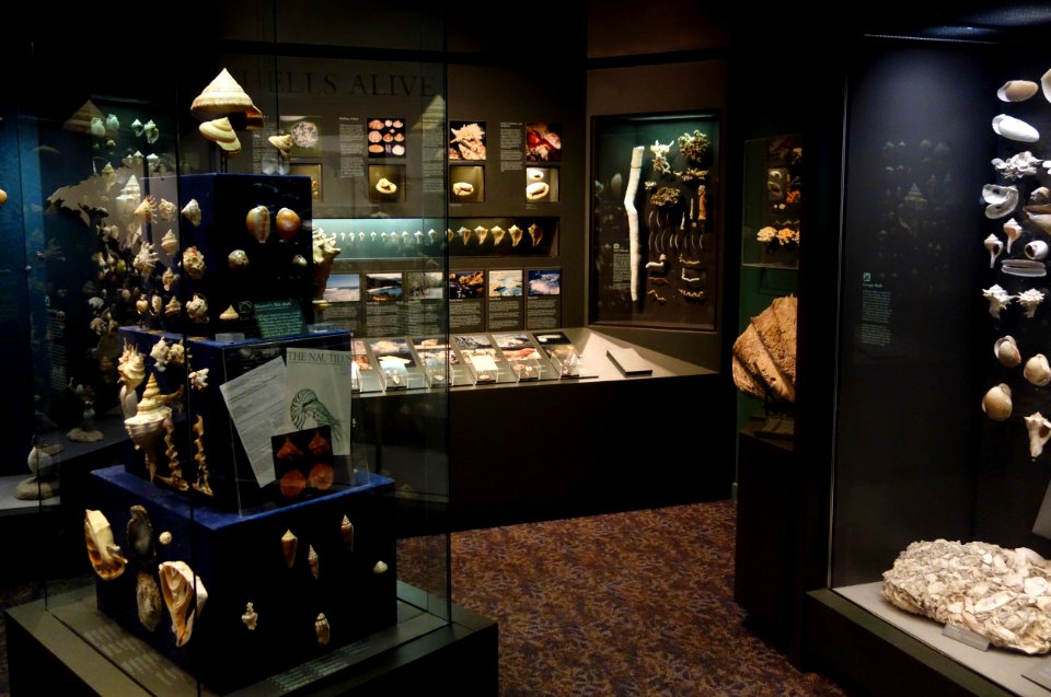 Shell collection - Fernbank Museum of Natural History - DSC00233