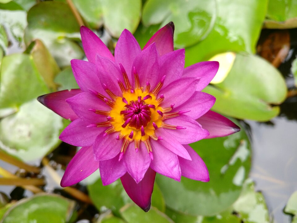 Lily spring pink