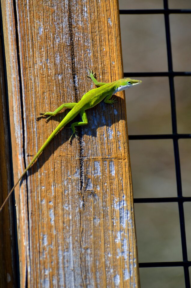 Animal nature wild
