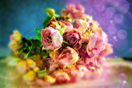 Bouquet dry color photo