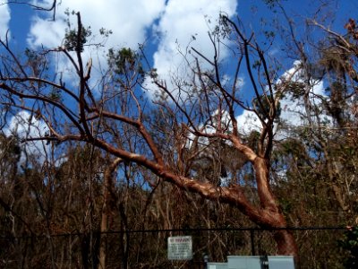 Simpson Park hammock canopy damage after Hurricane Irma 01