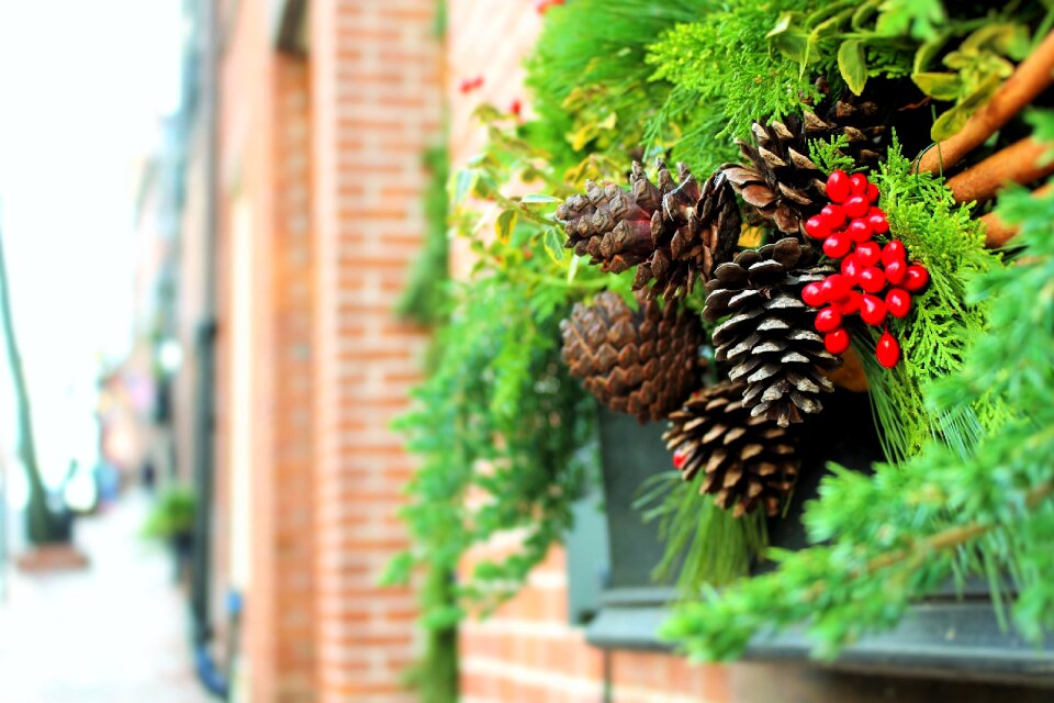 Mistletoe pinecones green