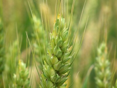 Wheat close-up plant