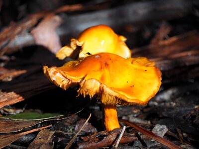 Mushroom orange bush