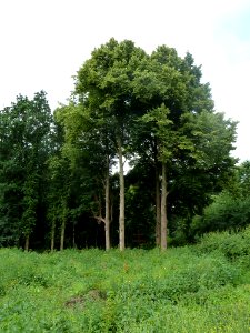 Sint Odiliënberg-Hagelkruis (5)