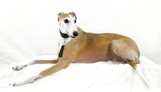 Pose portrait animal photo