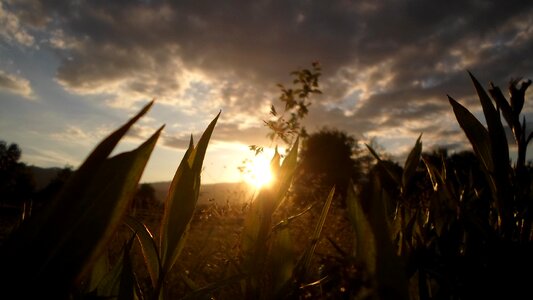 Sunset sunlight plant photo