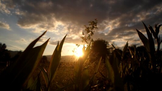 Sunset sunlight plant