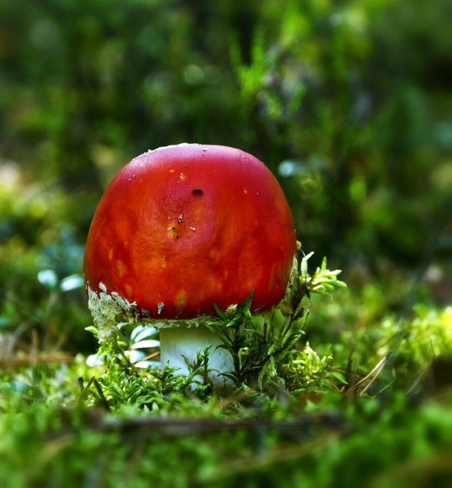 Autumn mushroom amanita