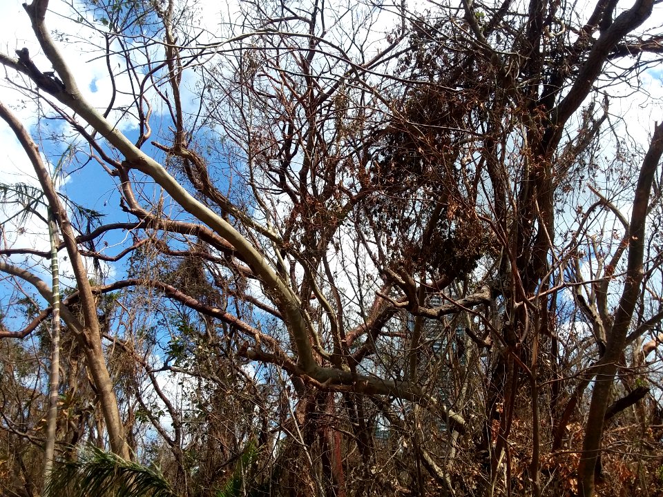 Simpson Park hammock defoliated after Irma 04