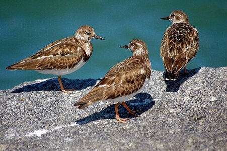 Sea birds nature wildlife