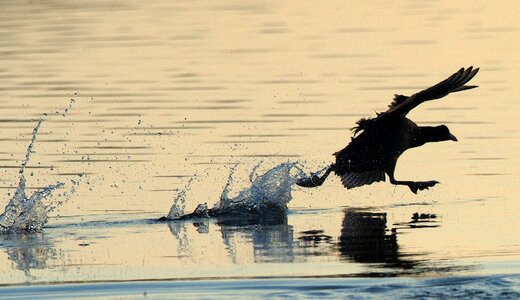 Coot bird water bird
