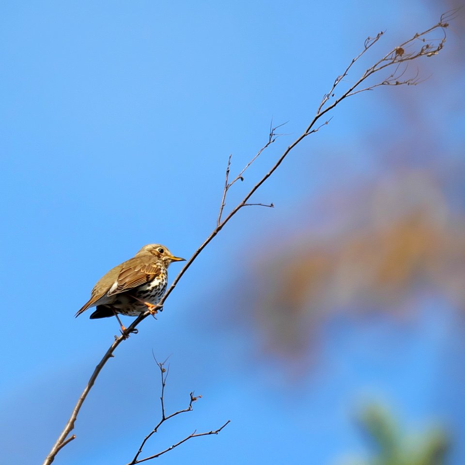 Singdrossel.P1092168