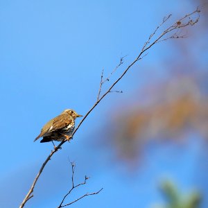Singdrossel.P1092168