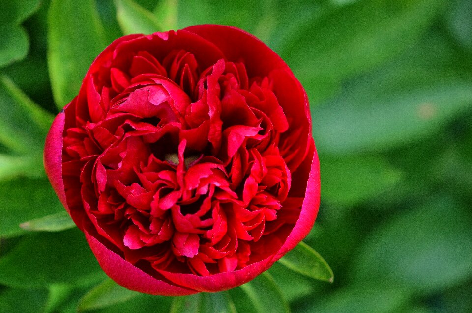 Blossom bloom nature