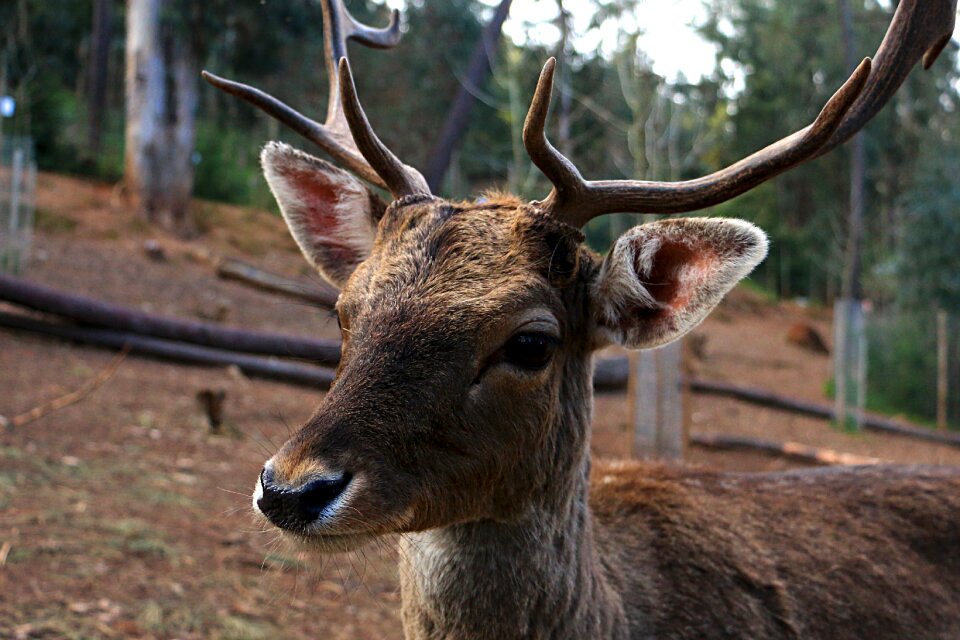 Wild animal outdoors