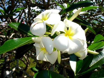 Singapore frangipani (Plumeria obtusa) flowers photo